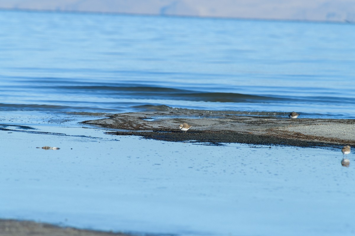 Snowy Plover - ML629845051