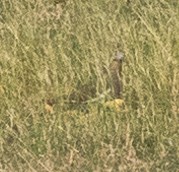 Spot-bellied Bobwhite - ML629845056