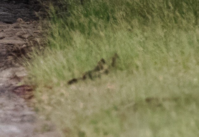 Spot-bellied Bobwhite - ML629845057