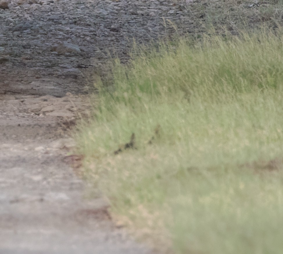 Spot-bellied Bobwhite - ML629845058