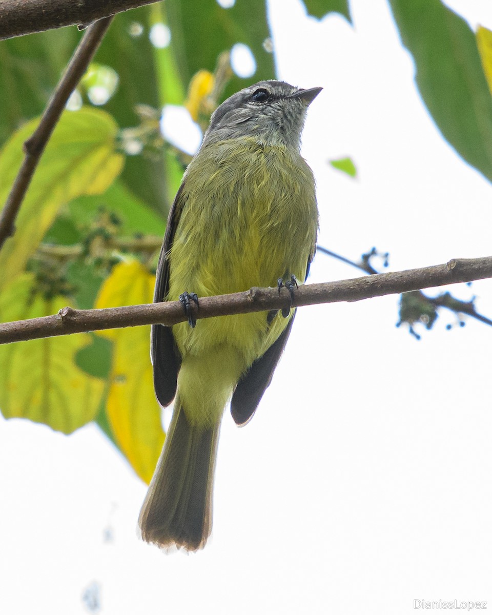 Yellow-crowned Tyrannulet - ML629845229