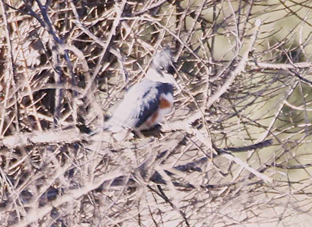 Martin-pêcheur d'Amérique - ML629845288