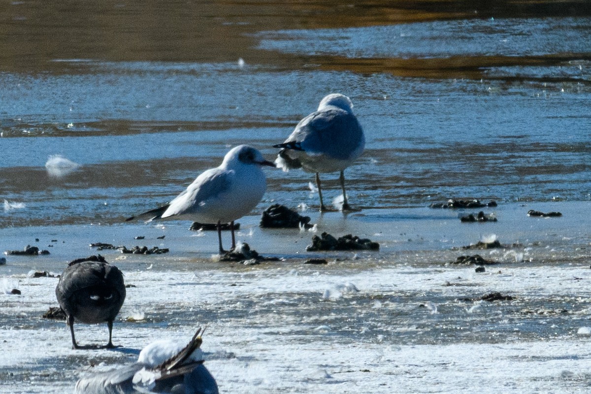 Black-headed Gull - ML629845349