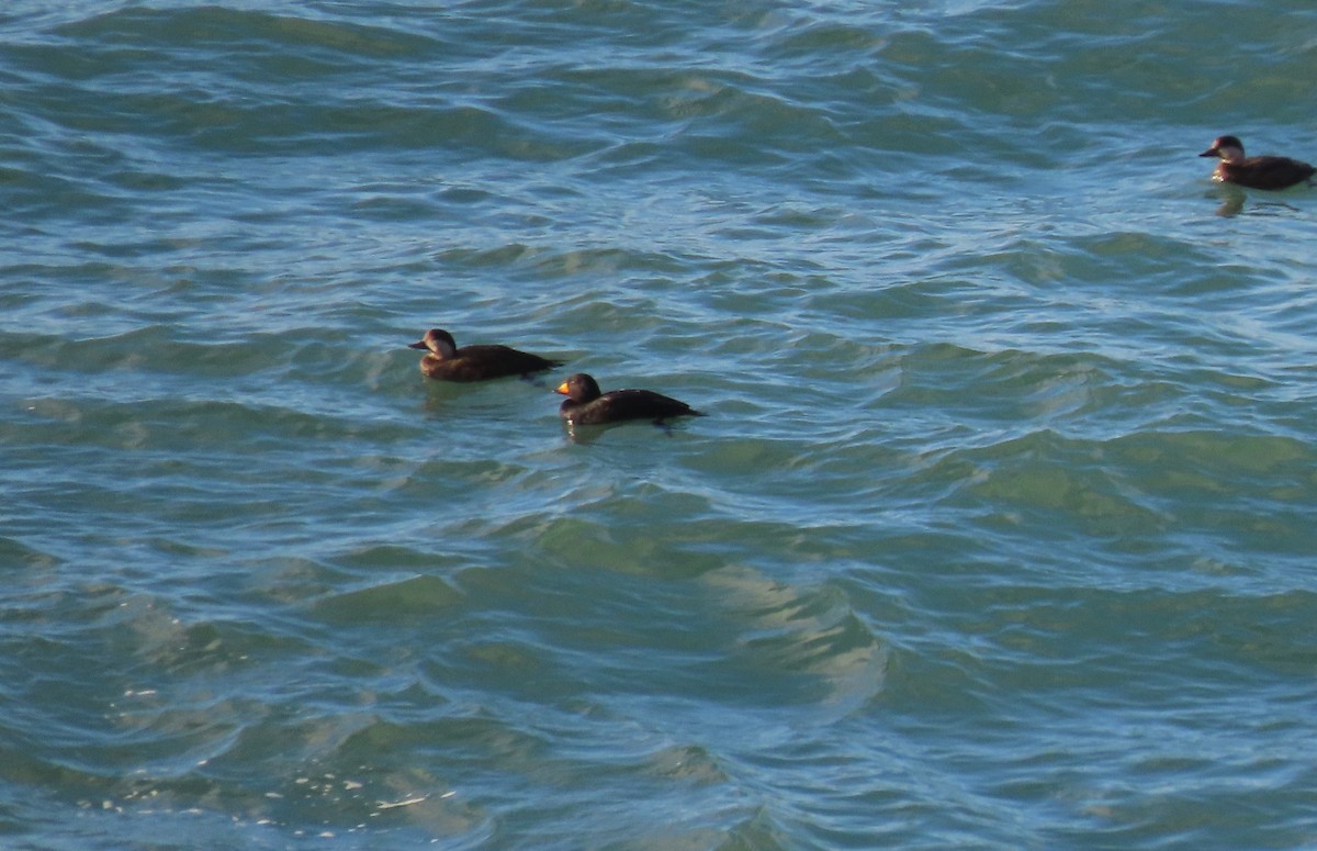 Black Scoter - ML629845350