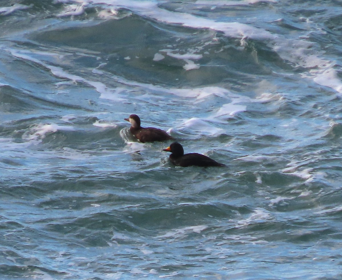 Black Scoter - ML629845356