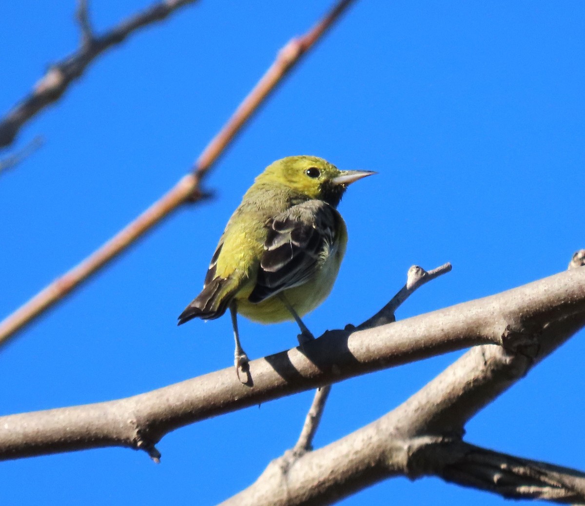 Orchard Oriole - ML629845478