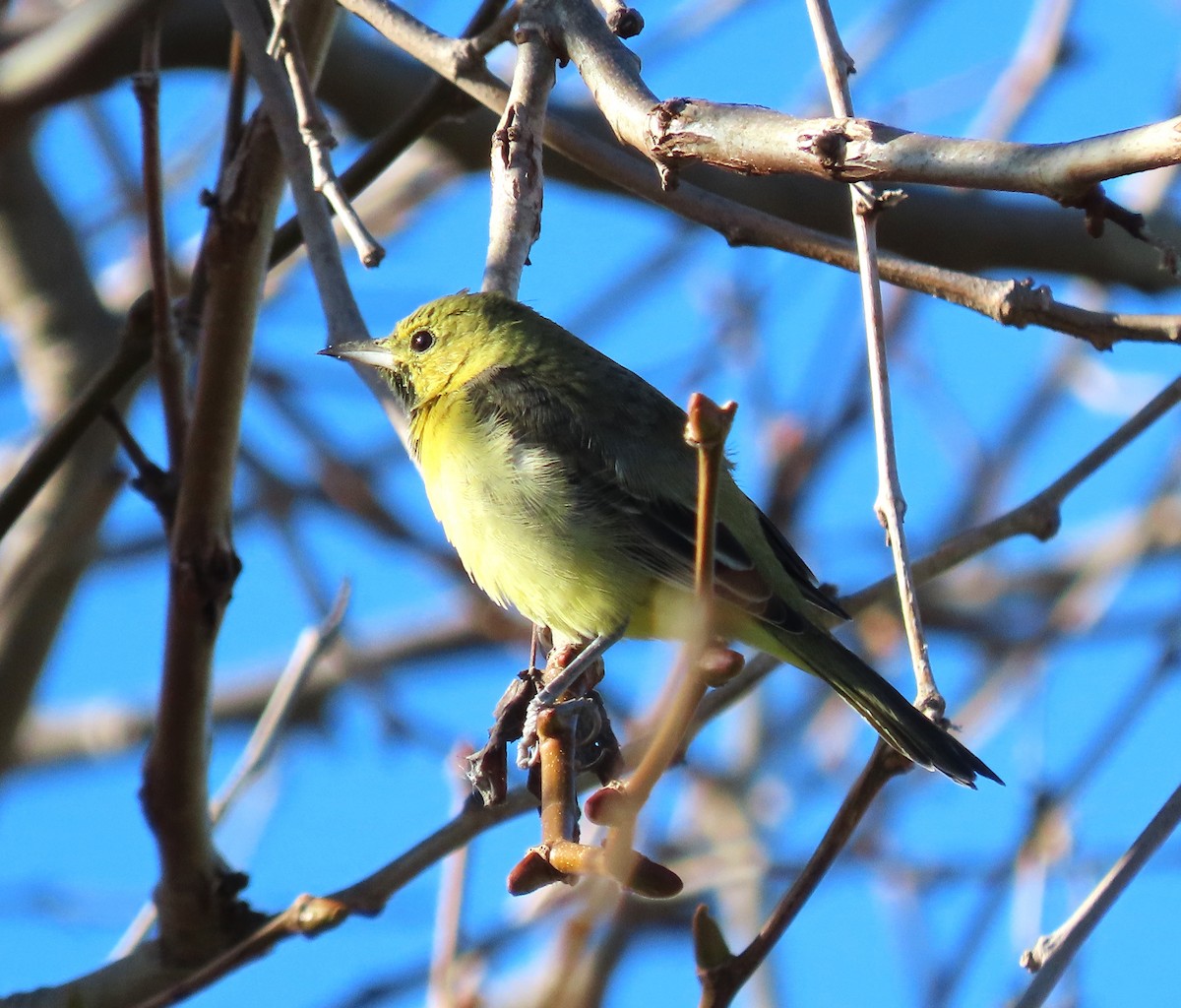 Orchard Oriole - ML629845482