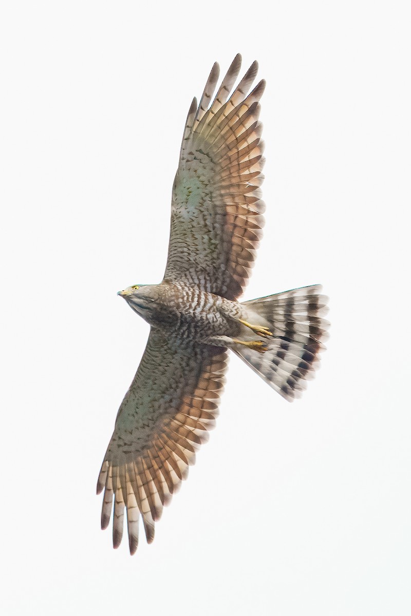 Gray-faced Buzzard - ML629845496