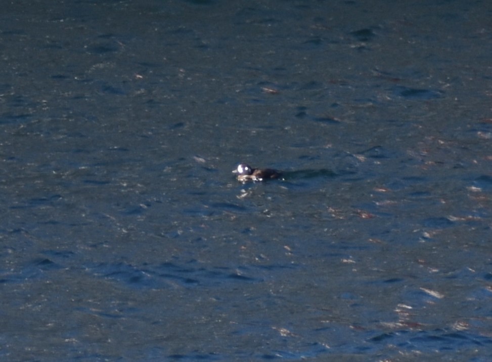 シノリガモ - ML629845672