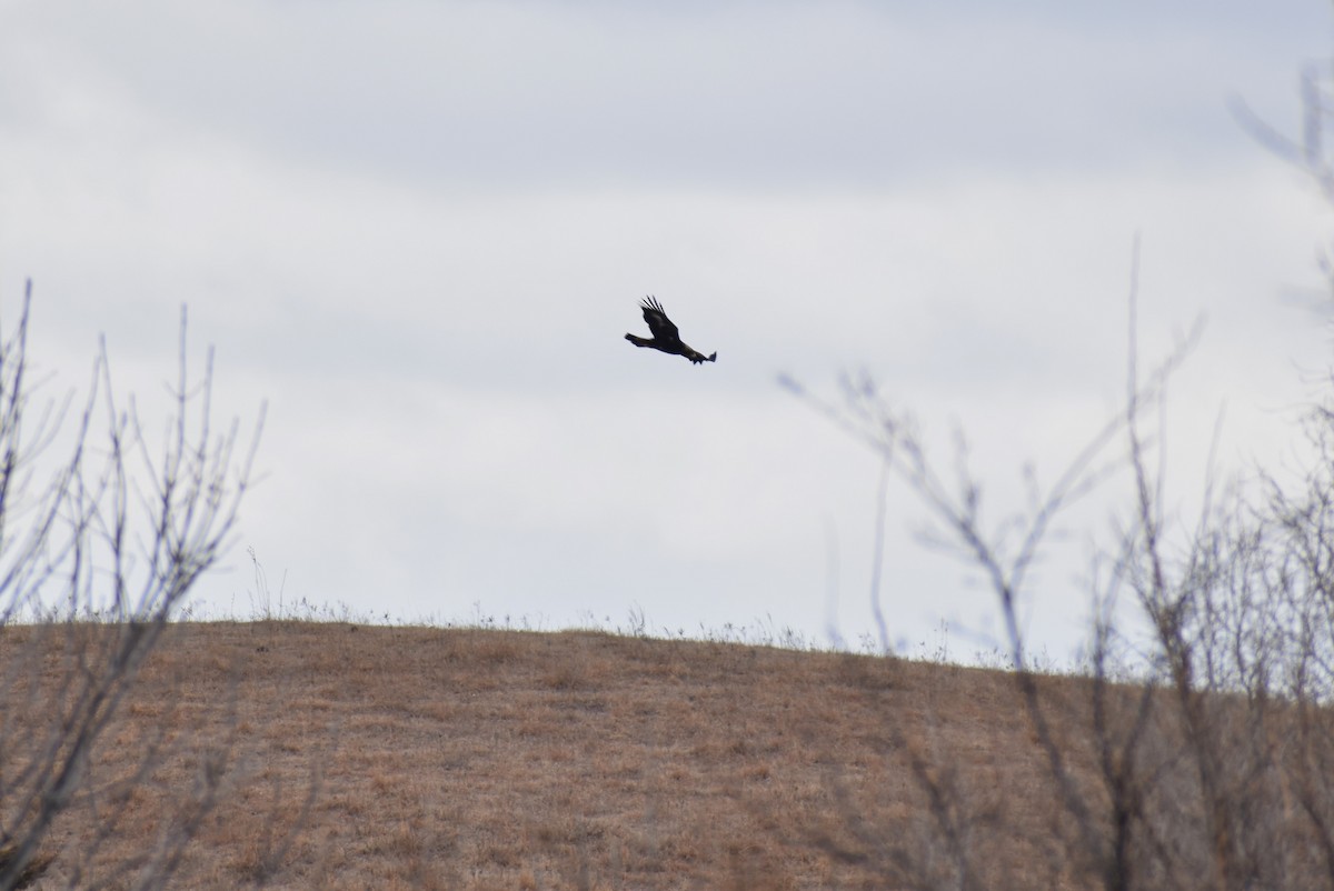 イヌワシ - ML629845864