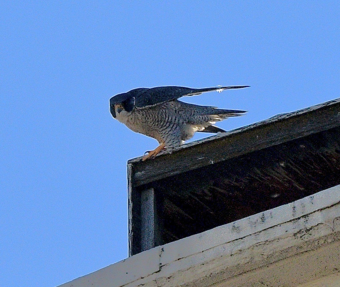 Peregrine Falcon - ML629846423