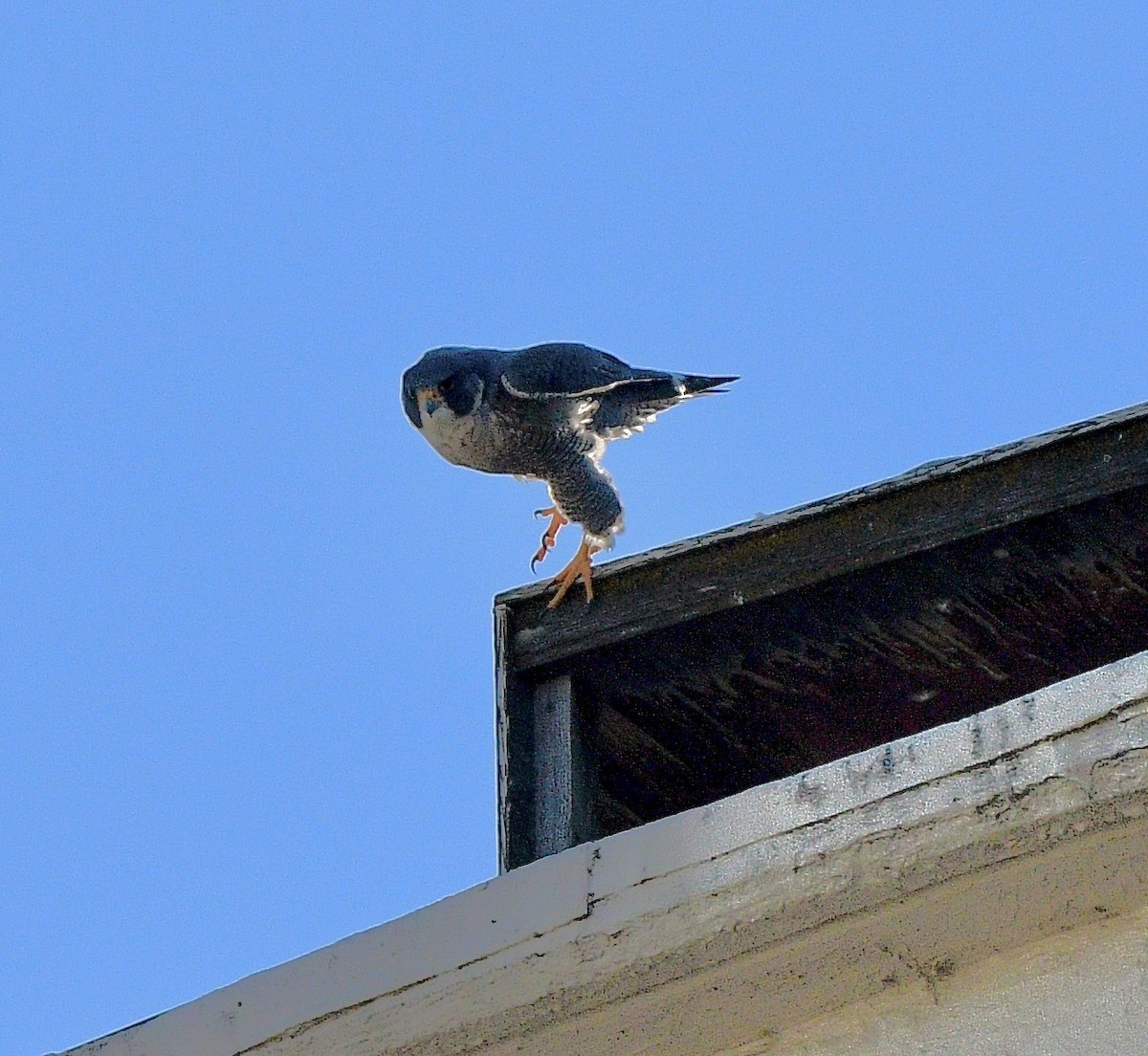 Peregrine Falcon - ML629846426