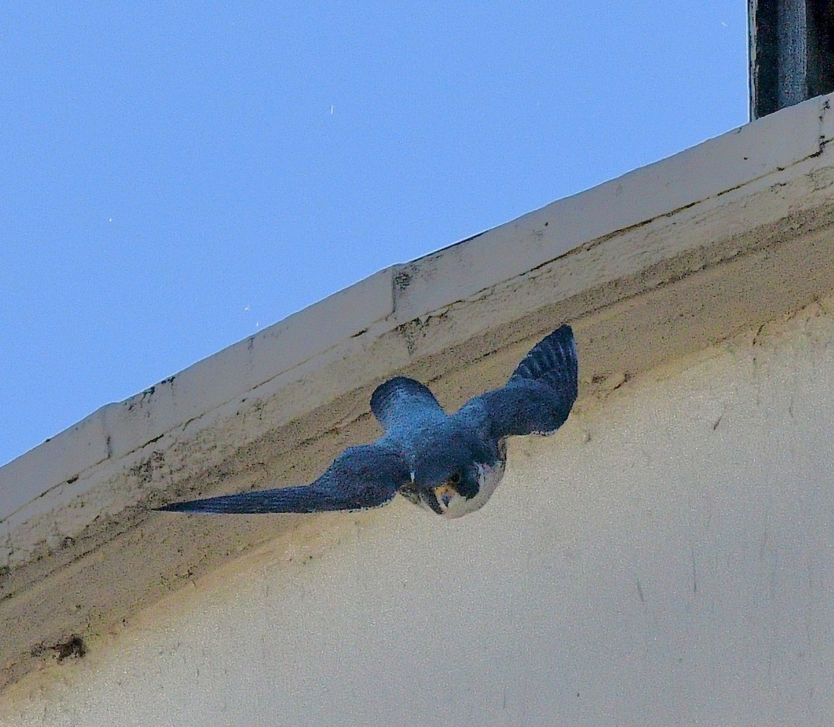 Peregrine Falcon - ML629846431