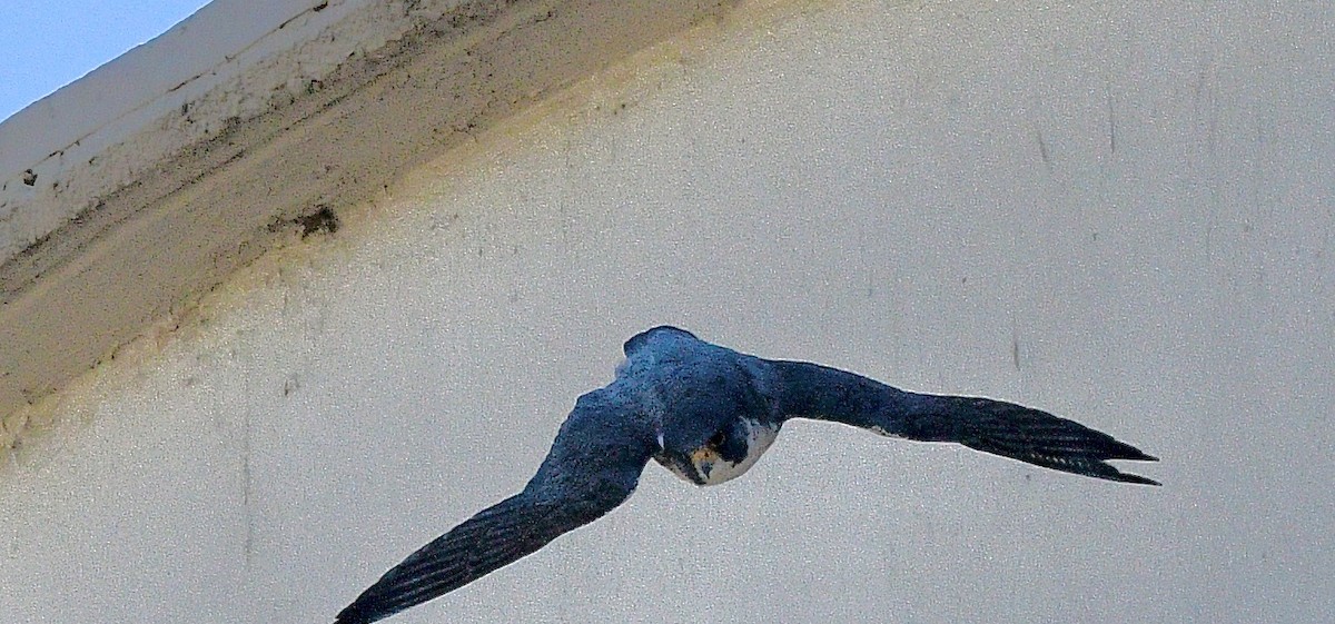 Peregrine Falcon - ML629846432