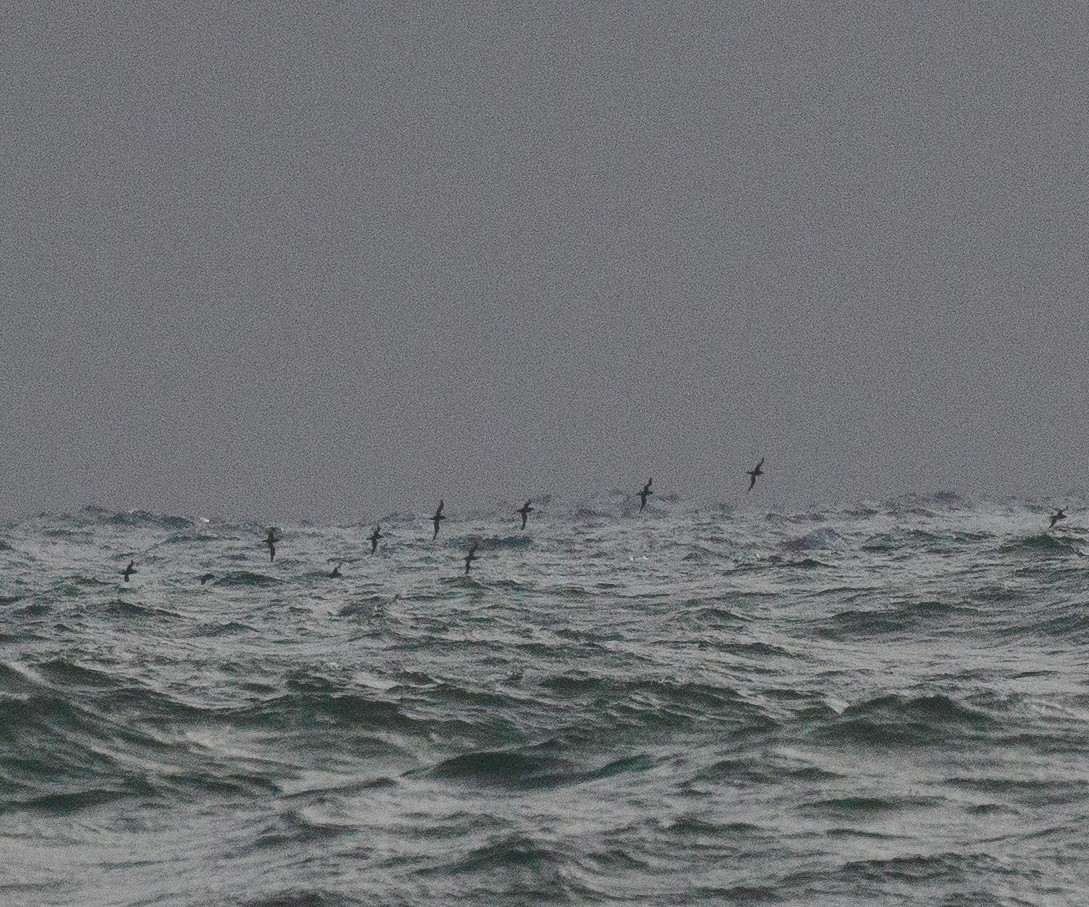 Wedge-tailed Shearwater - ML629846485