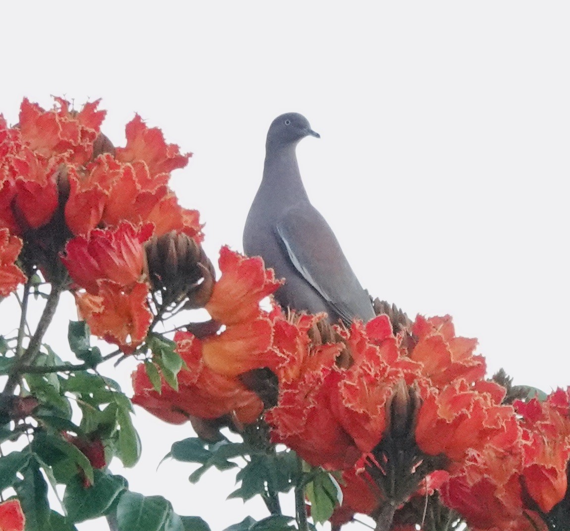 Plain Pigeon - ML629846549