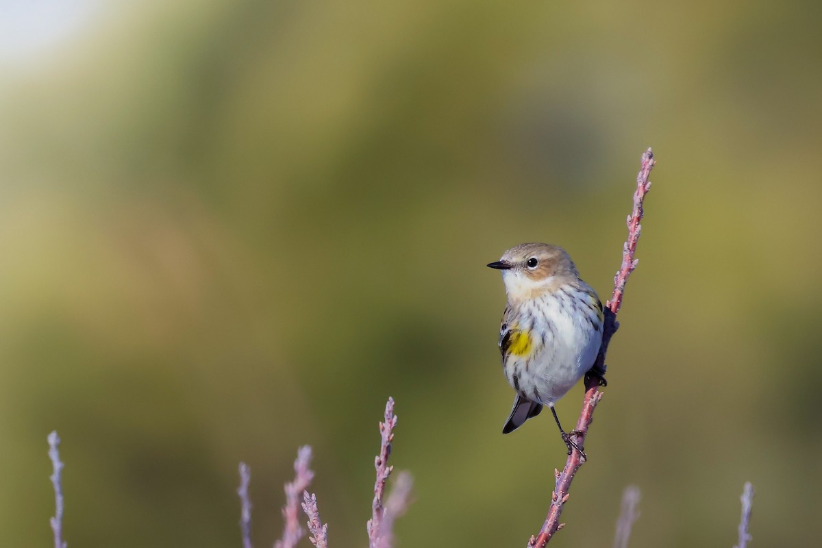 Reinita Coronada (coronata) - ML629846962