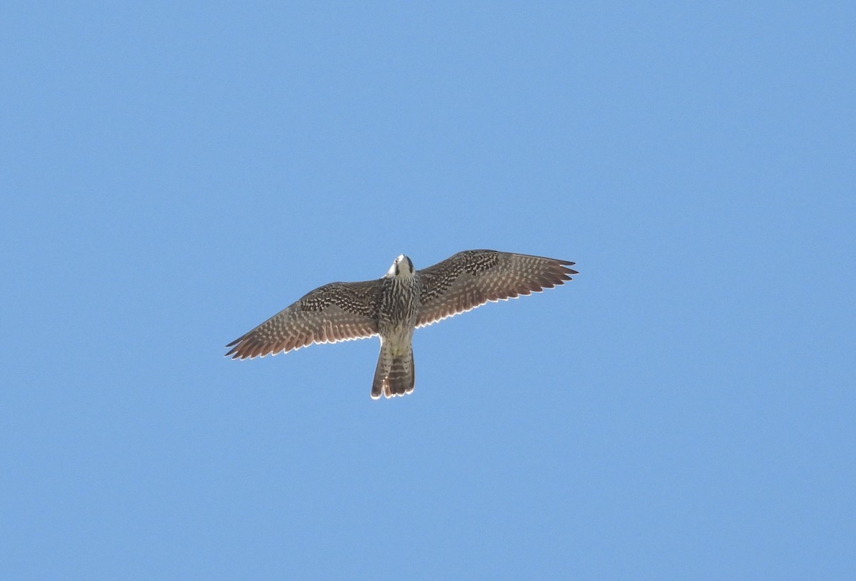 Falco pellegrino - ML629847084