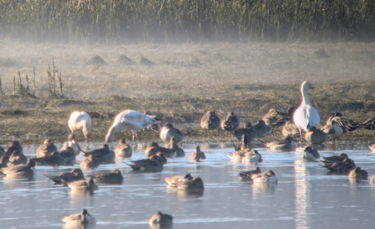 Snow Goose - ML629847296