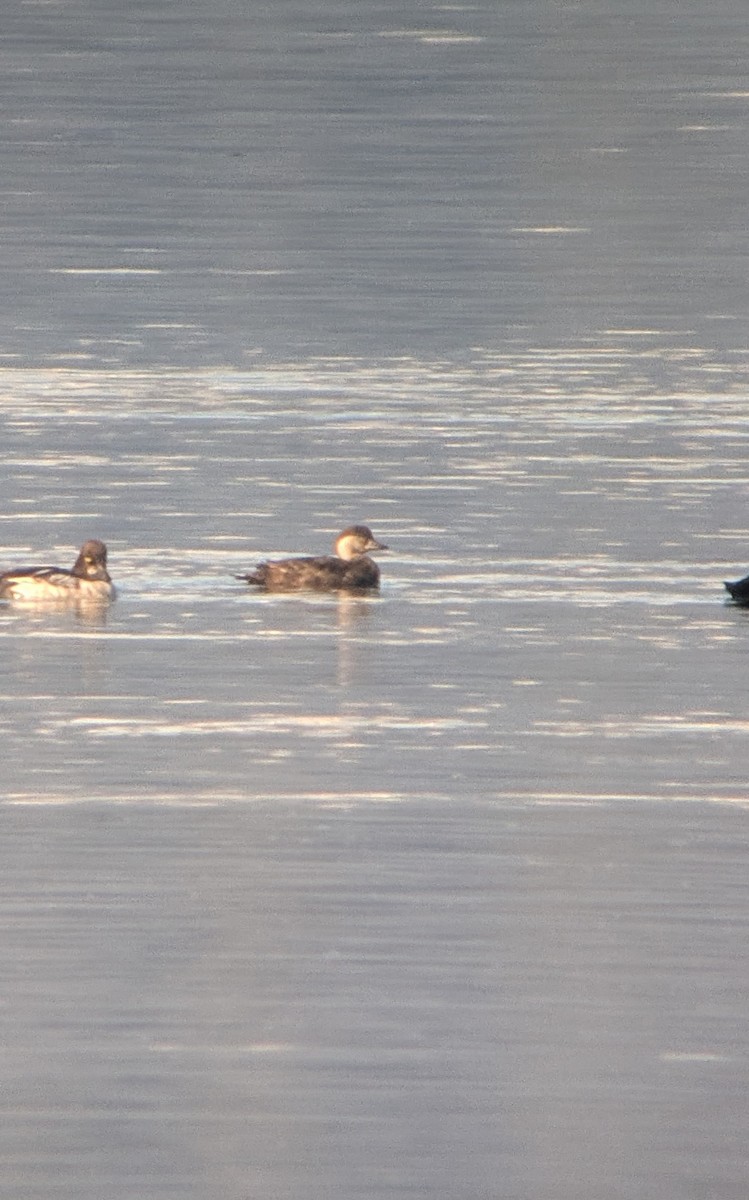 Black Scoter - ML629847306