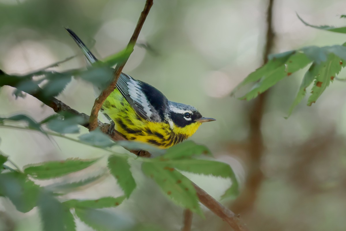 Magnolia Warbler - ML629847315