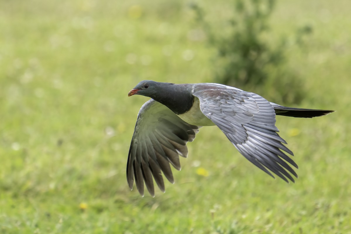 Chatham Islands Pigeon - ML629847752
