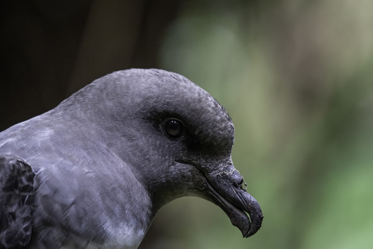 Magenta Petrel - ML629847755