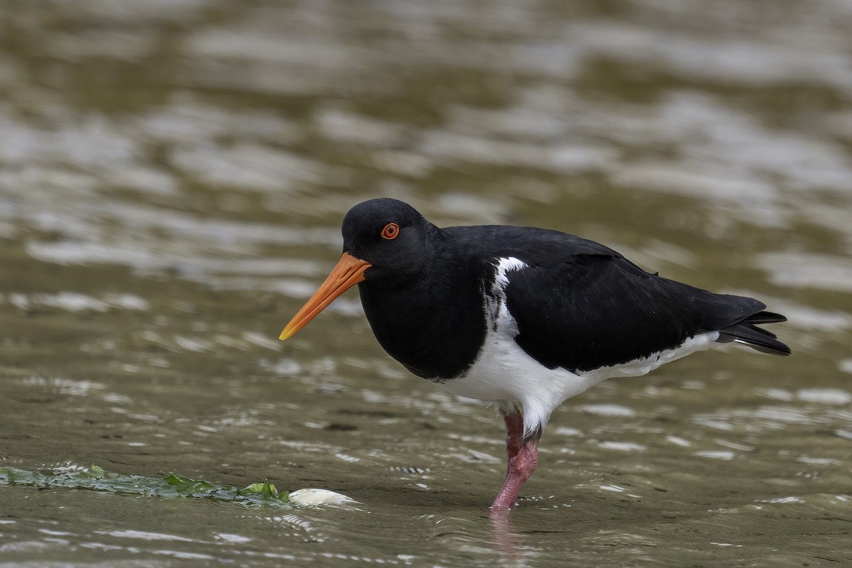 Chatham Islands Oystercatcher - ML629847788