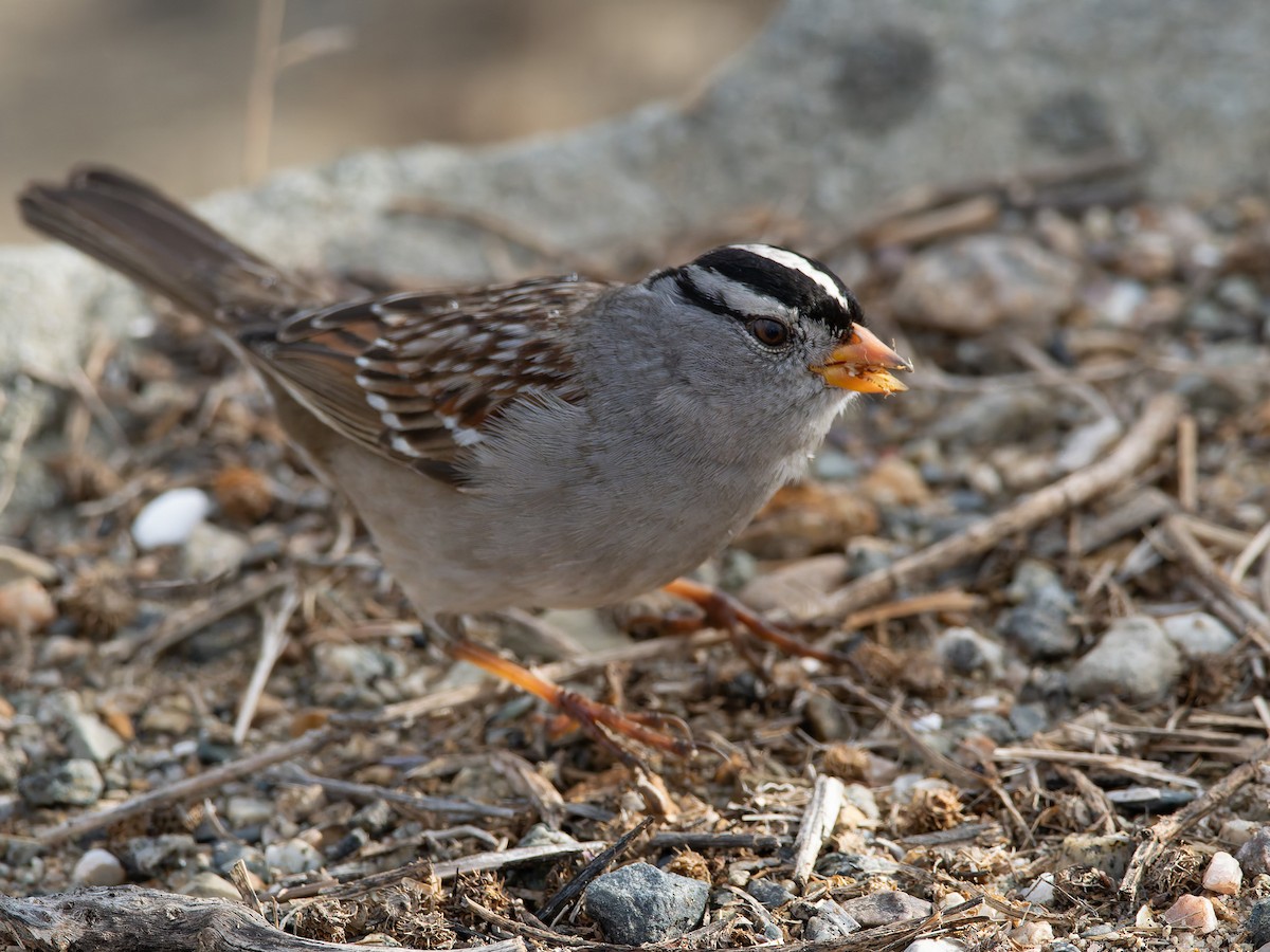 White-crowned Sparrow - ML629847849