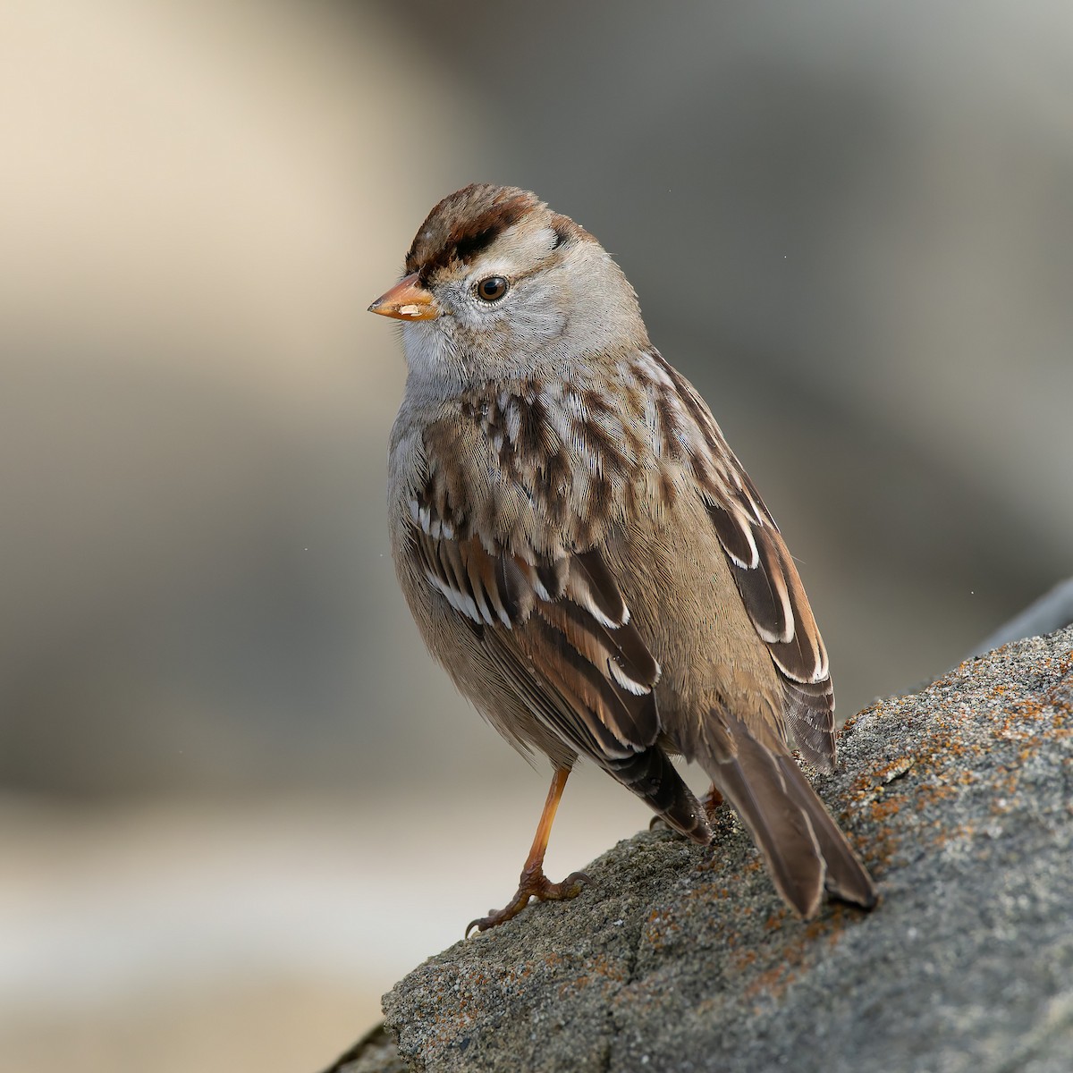 White-crowned Sparrow - ML629847850