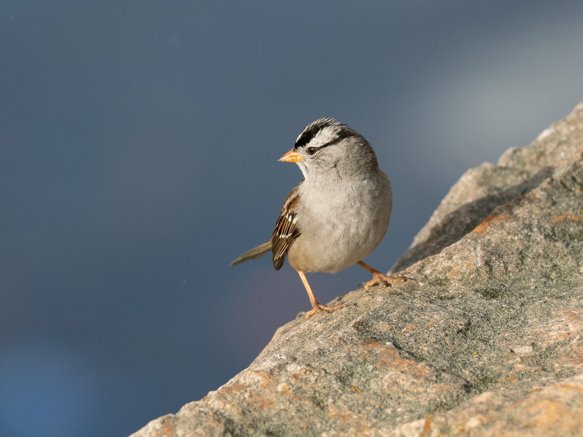 White-crowned Sparrow - ML629847851