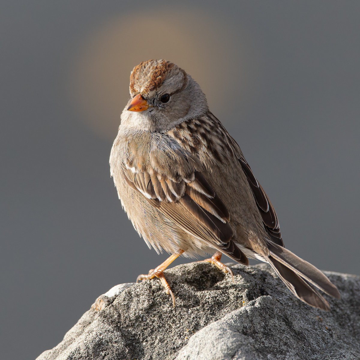 White-crowned Sparrow - ML629847852