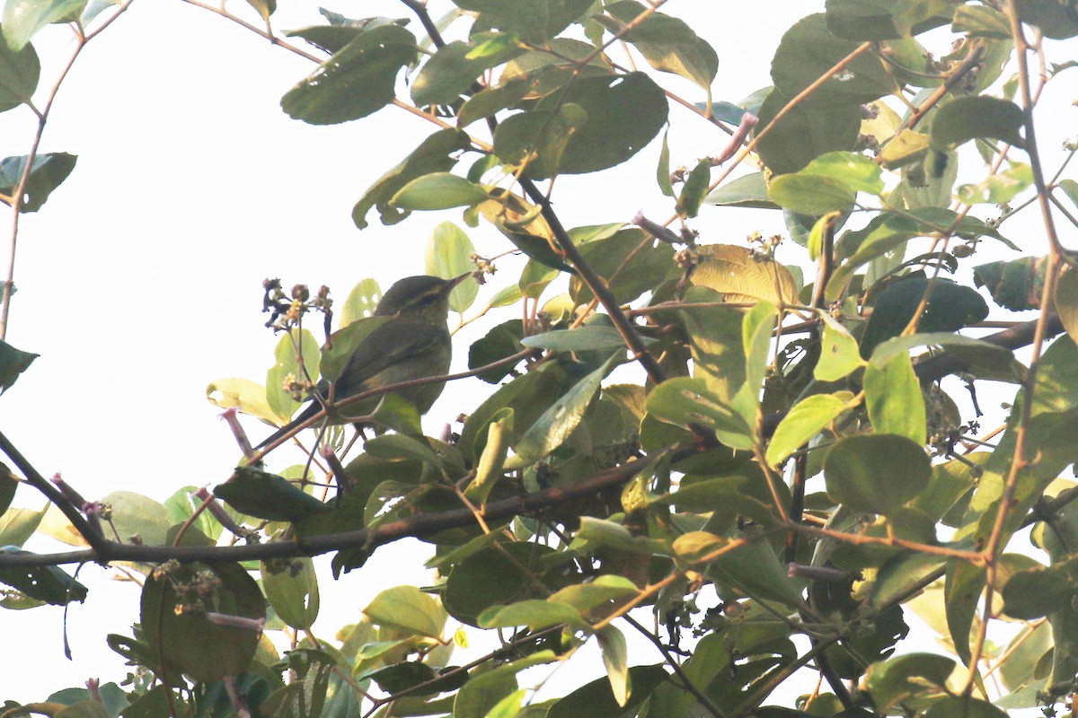 Tickell's Leaf Warbler (Alpine) - ML629847861