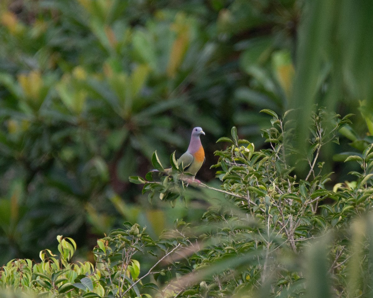 Pink-necked Green-Pigeon - ML629848039