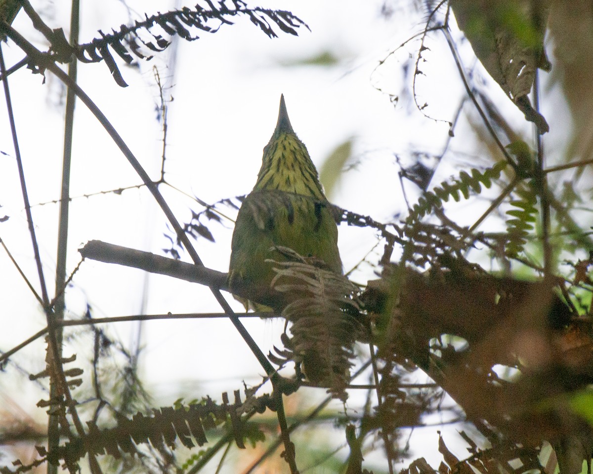 Pin-striped Tit-Babbler - ML629848058