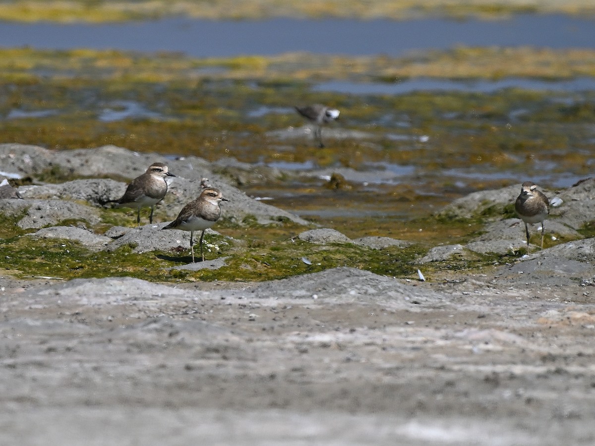 Caspian Plover - ML629848253