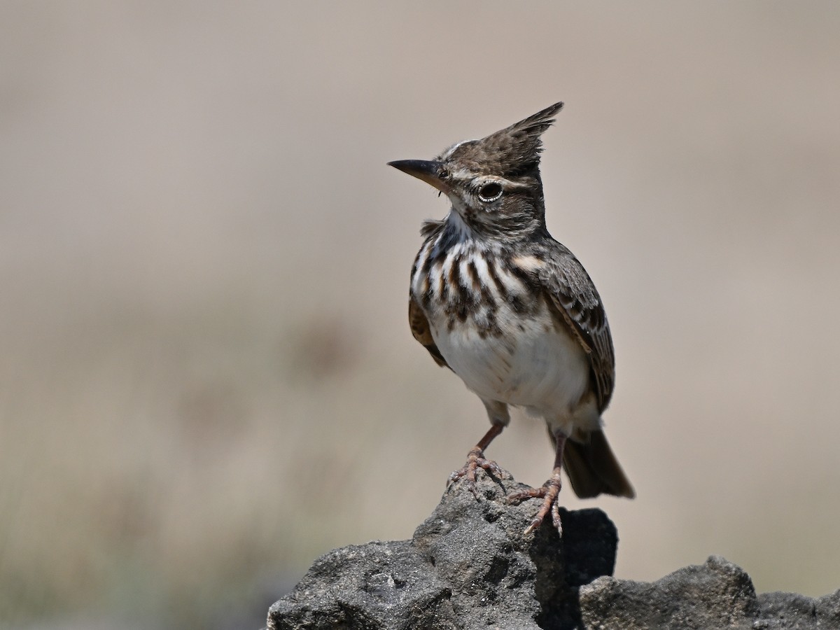 Crested Lark - ML629848266
