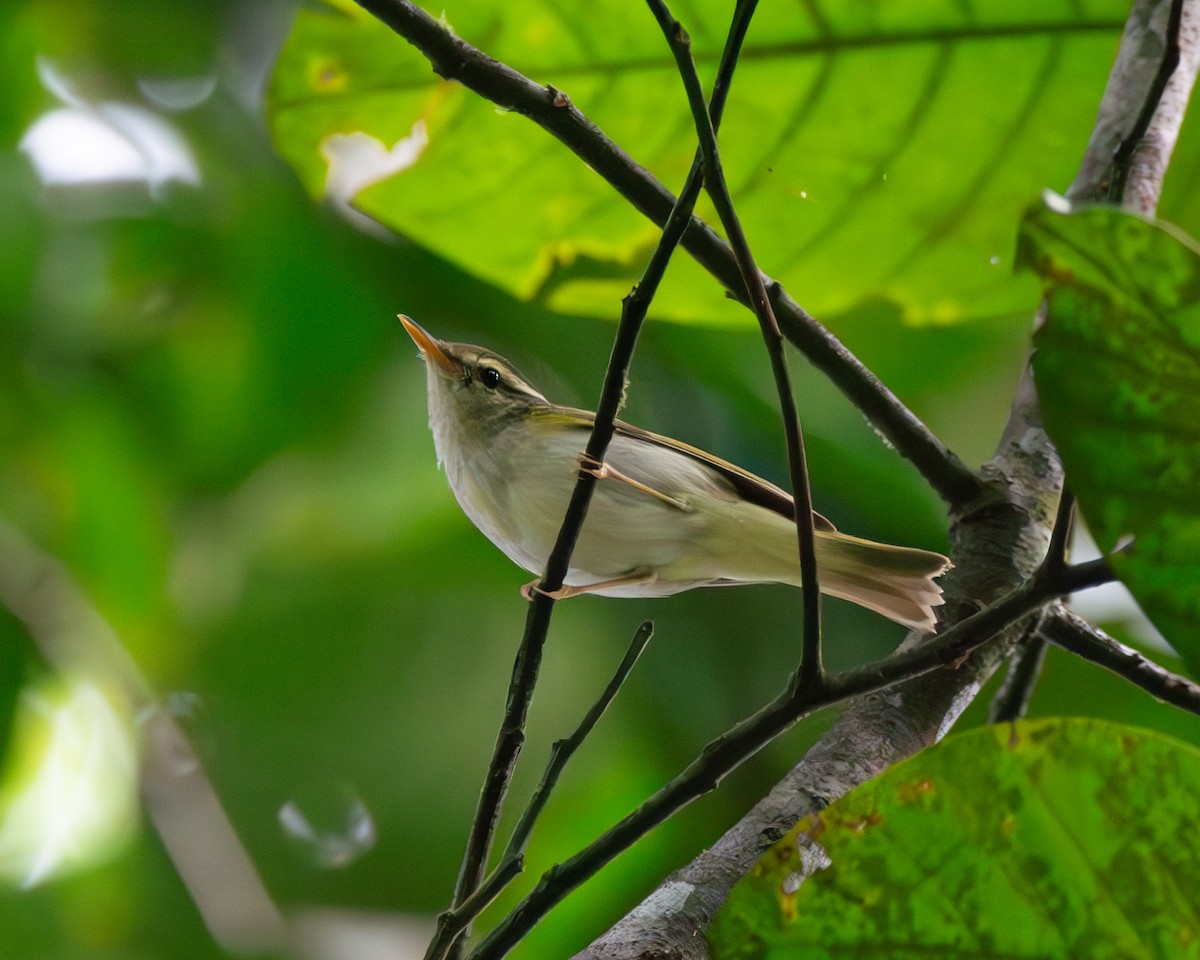 budníček korunkatý - ML629848401