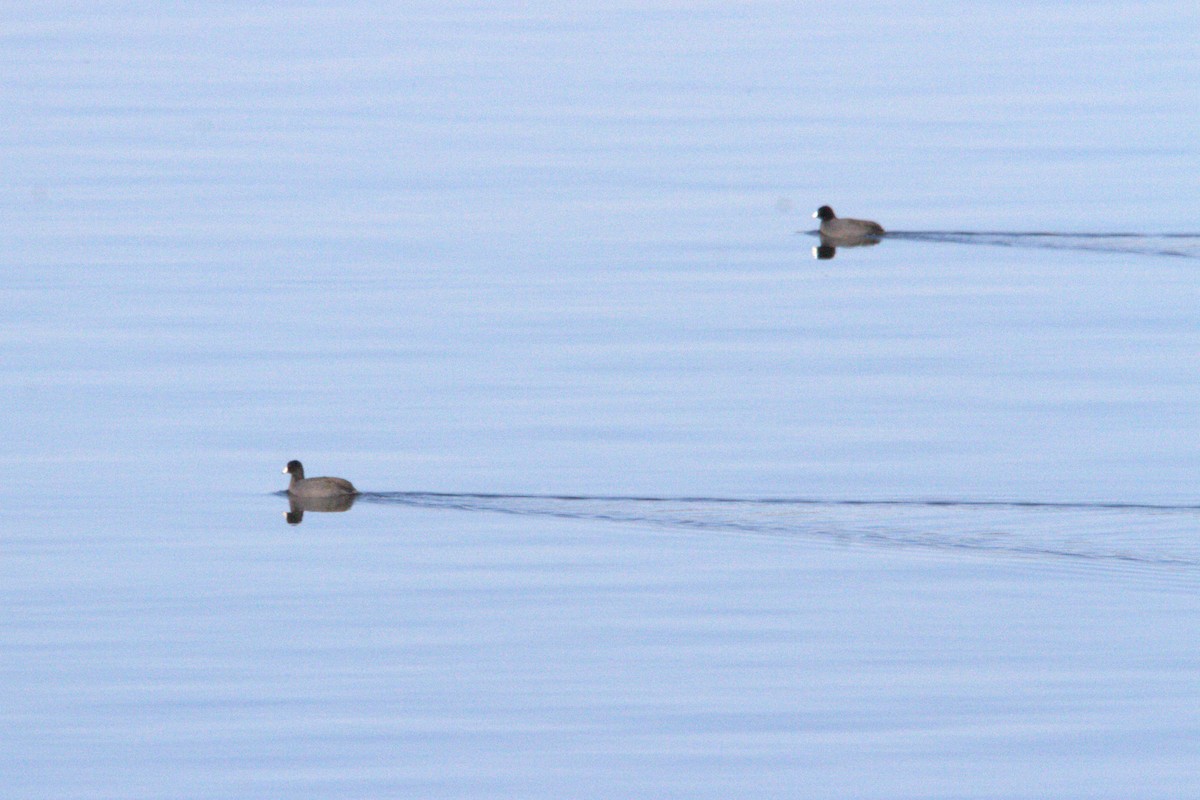 American Coot - ML629848416
