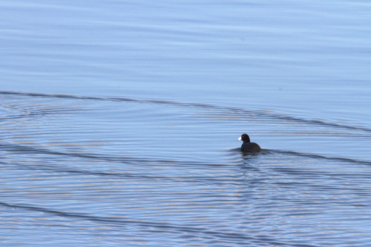 American Coot - ML629848417