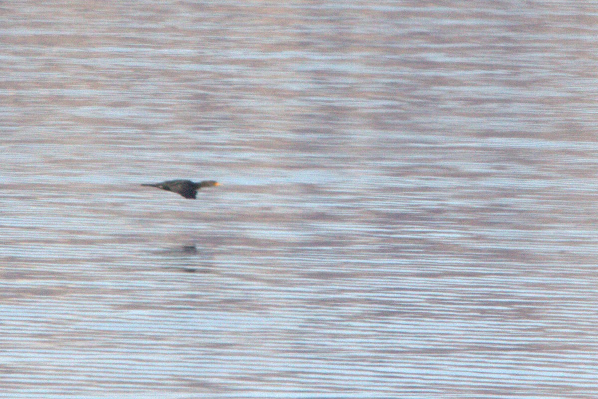 Double-crested Cormorant - ML629848454