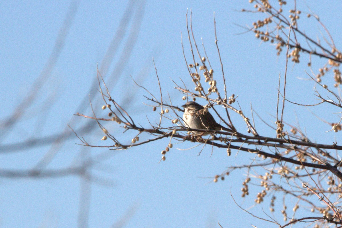 Song Sparrow - ML629848671
