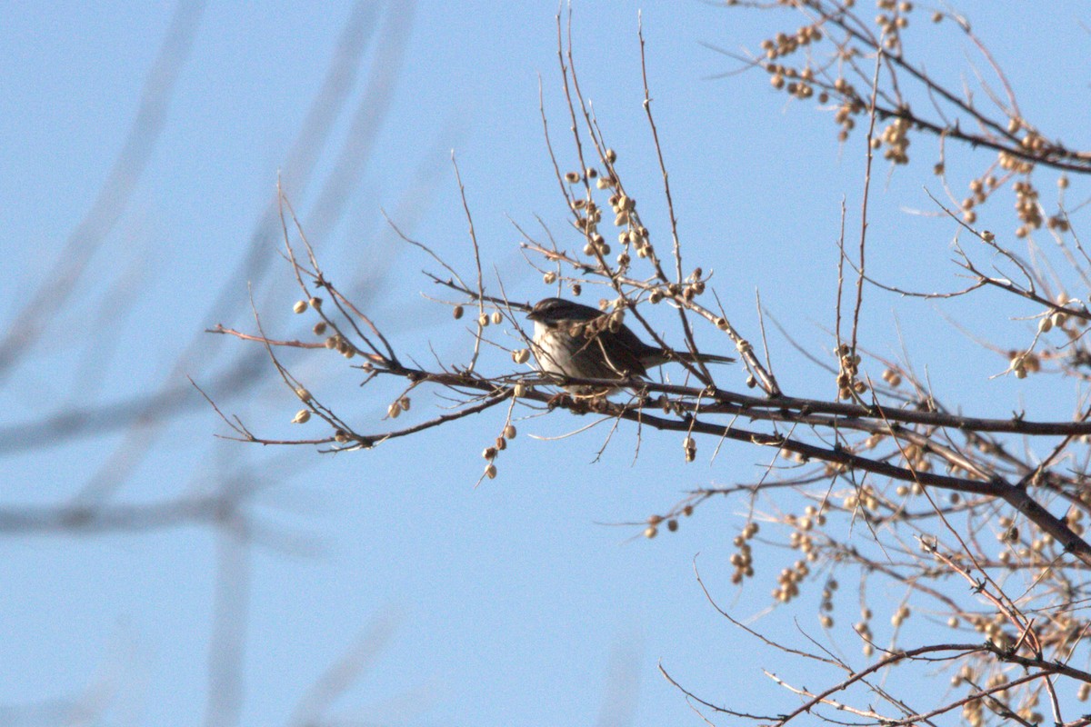 Song Sparrow - ML629848672
