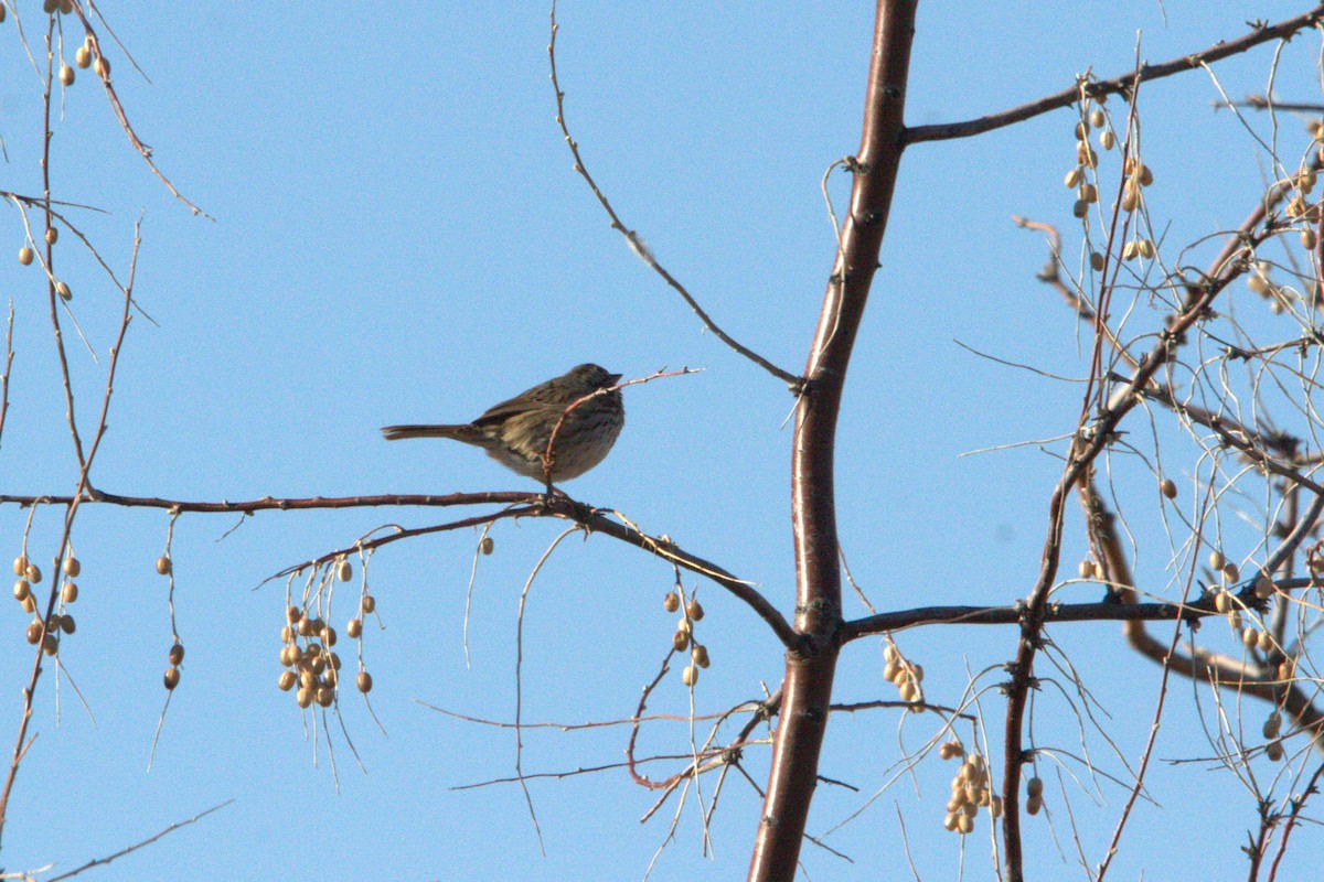 Song Sparrow - ML629848673