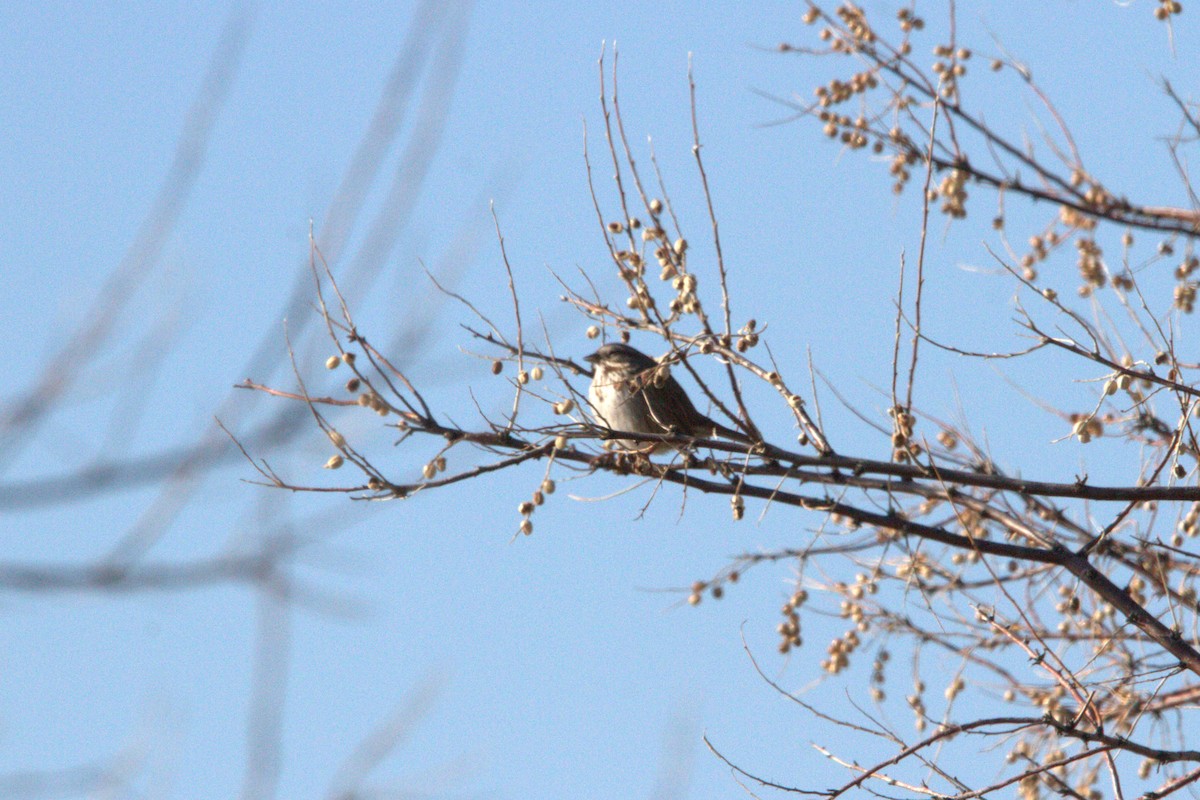 Song Sparrow - ML629848674