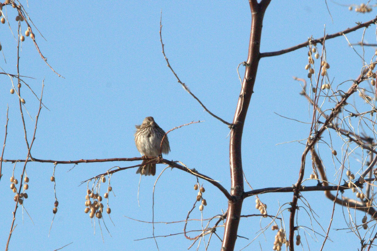 Song Sparrow - ML629848675