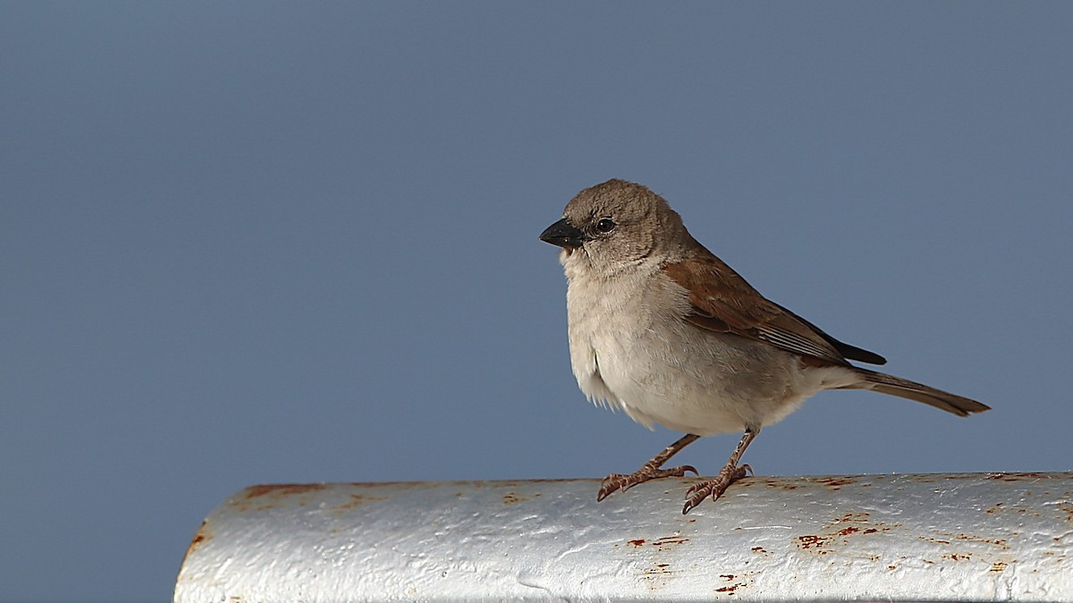 Southern Gray-headed Sparrow - ML629848938