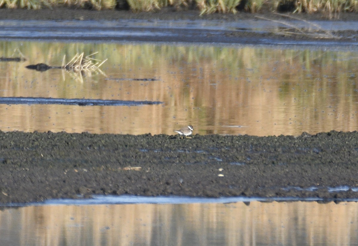 Semipalmated Plover - ML629849236