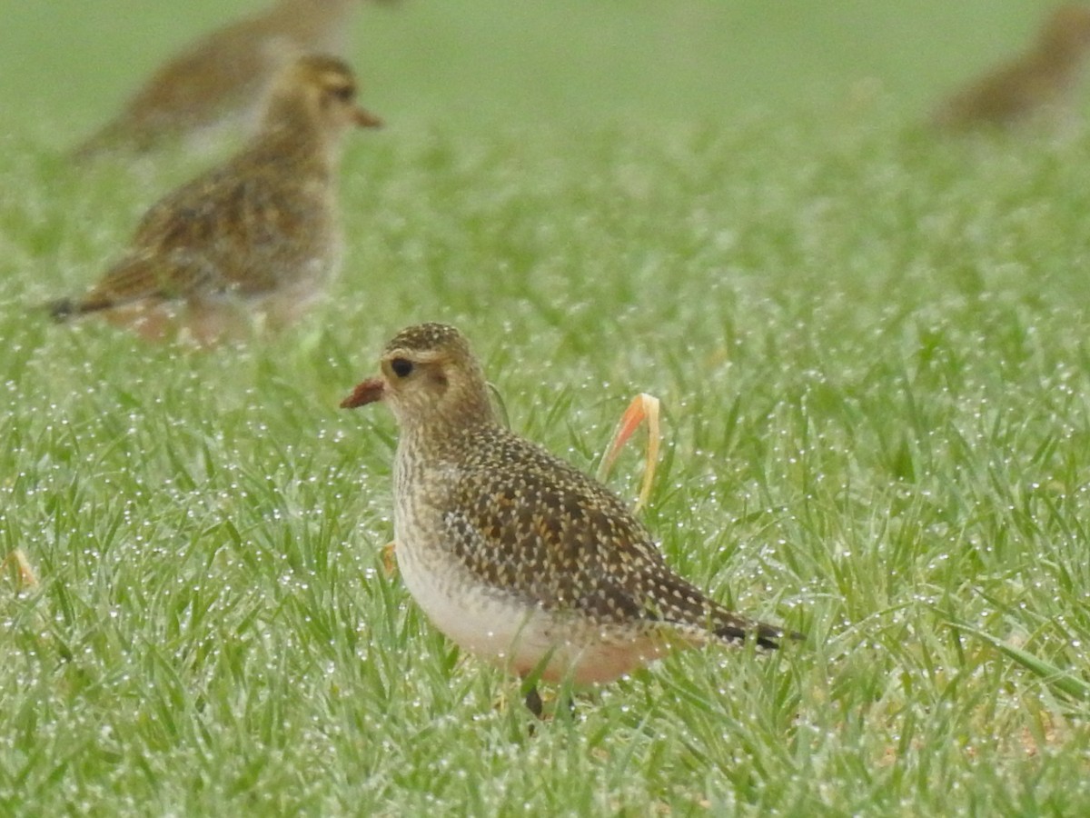 European Golden-Plover - ML629849297