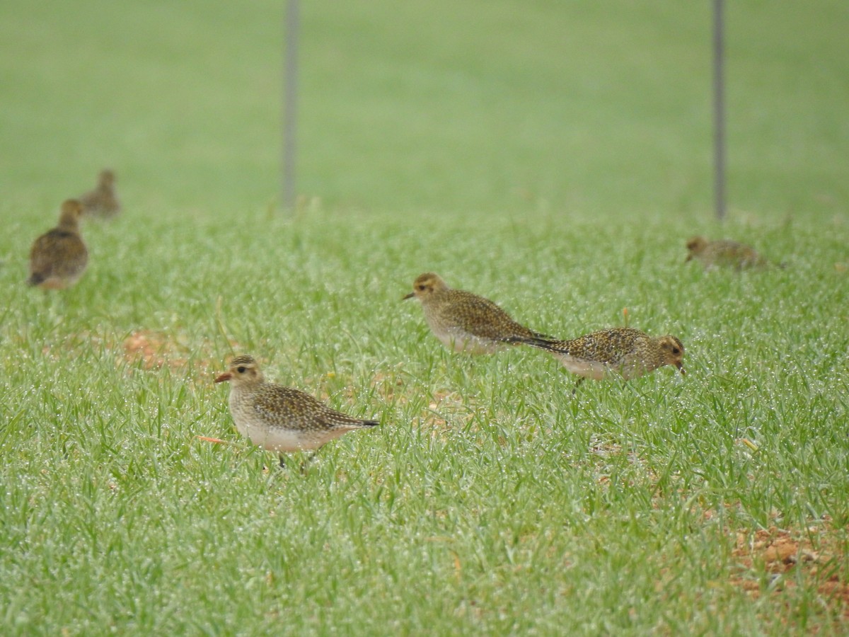 European Golden-Plover - ML629849304
